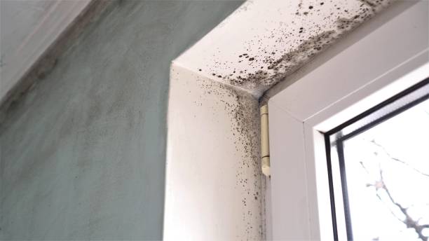 Best Mold Remediation for Schools in Royal City, WA