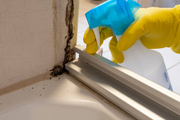 Best Mold Remediation for Specific Building Types in Royal City, WA