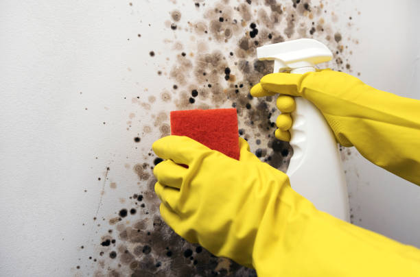 Best Basement Mold Remediation in Royal City, WA