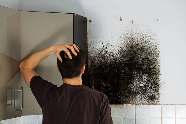 Best Emergency Mold Remediation in Royal City, WA