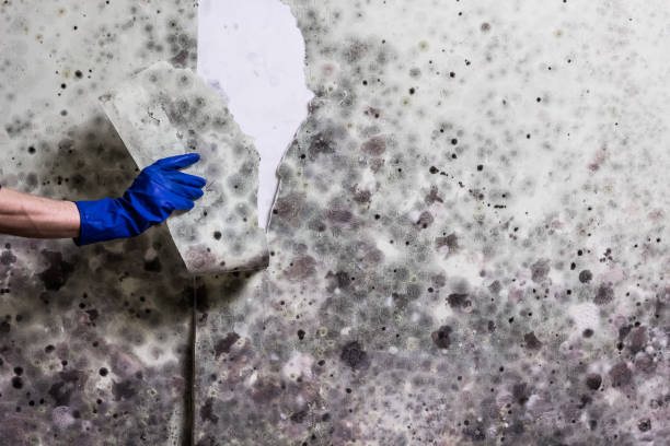 Best Residential Mold Remediation in Royal City, WA