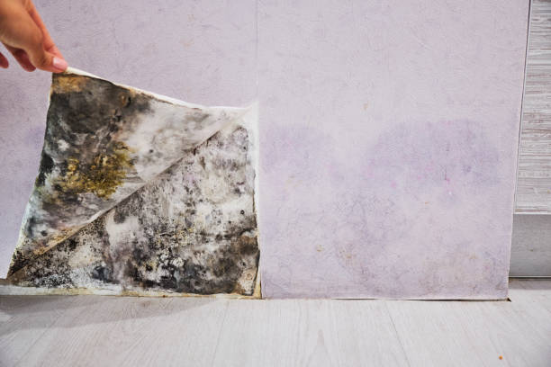 Best Localized Mold Remediation (e.g., coastal areas, humid climates) in Royal City, WA